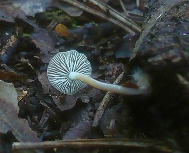 Glattsporiger Samthelmling, Foto 3