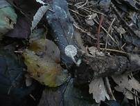 Glattsporiger Samthelmling, Foto 12