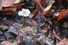 Glattsporiger Samthelmling, Foto 6