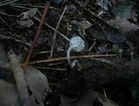 Glattsporiger Samthelmling, Foto 7