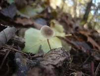 Glattsporiger Samthelmling, Foto 11