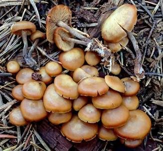 Glattstieliges Stockschwämmchen, Foto 3