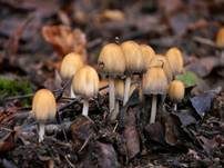Glimmertintling, Foto 7