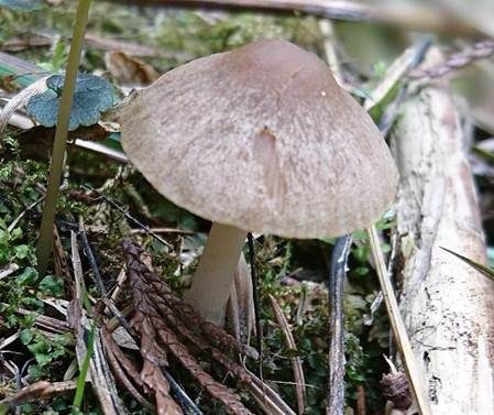 Glöcklingsmürbling, Foto 3