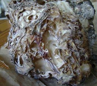 Glucken-Becherling, Foto 4