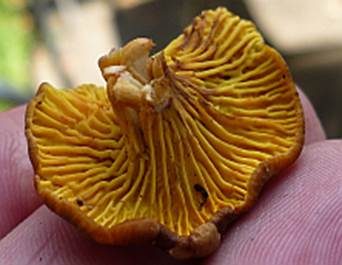 Goldblatt, Foto 3