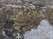 Goldblattflechte, Foto 7