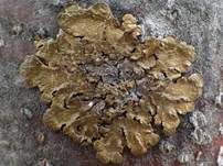 Goldblattflechte, Foto 11