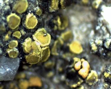 Goldfarbene Dotterflechte, Foto 3