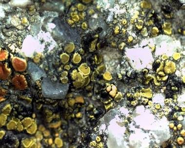 Goldfarbene Dotterflechte, Foto 4