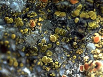 Goldfarbene Dotterflechte, Foto 5