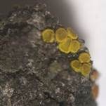 Goldfarbene Dotterflechte, Foto 6