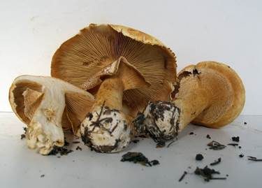 Goldfarbener Glimmerschüppling, Foto 2