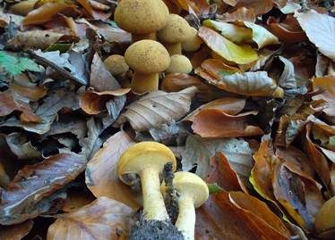Goldfarbener Glimmerschüppling, Foto 3