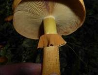 Goldfarbener Glimmerschüppling, Foto 20
