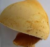 Goldfarbener Glimmerschüppling, Foto 39