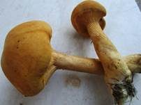 Goldfarbener Glimmerschüppling, Foto 44