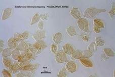Goldfarbener Glimmerschüppling, Foto 58