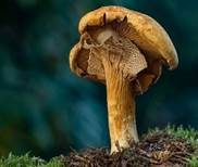 Goldfarbener Glimmerschüppling, Foto 9