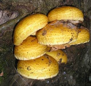Goldfellschüppling, Foto 3