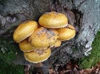 Goldfellschüppling, Foto 6