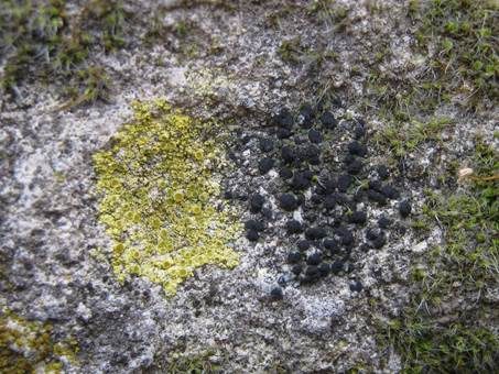 Goldflechte, Foto 3