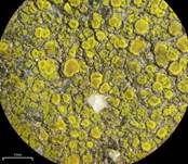 Goldflechte, Foto 10