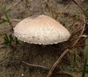 Ackerschirmpilz, Foto 16