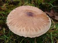 Ackerschirmpilz, Foto 7