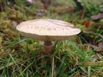 Ackerschirmpilz, Foto 8
