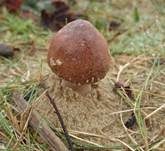 Ackerschirmpilz, Foto 11