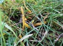 Goldgelbe Wiesenkeule, Foto 14