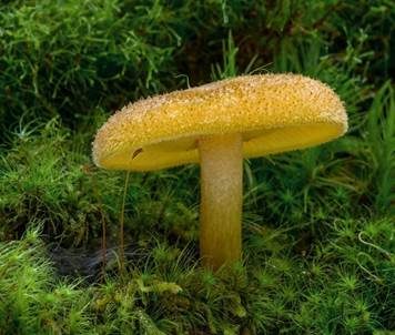 Goldgelber Holzritterling, Foto 2