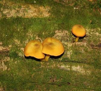 Goldgelber Holzritterling, Foto 3