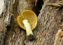 Goldgelber Holzritterling, Foto 13