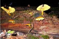 Goldgelber Holzritterling, Foto 15