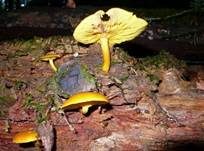 Goldgelber Holzritterling, Foto 16
