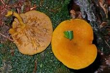 Goldgelber Holzritterling, Foto 17