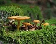 Goldgelber Holzritterling, Foto 21