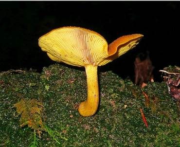 Goldgelber Holzritterling, Foto 4