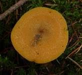 Goldgelber Holzritterling, Foto 22