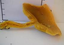 Goldgelber Holzritterling, Foto 31