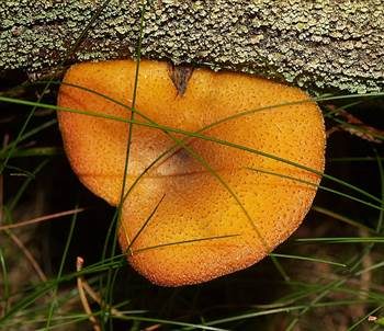 Goldgelber Holzritterling, Foto 5