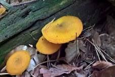Goldgelber Holzritterling, Foto 33