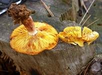 Goldgelber Holzritterling, Foto 35