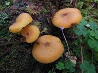 Goldgelber Holzritterling, Foto 36