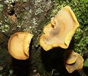 Goldgelber Holzritterling, Foto 39