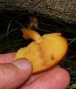 Goldgelber Holzritterling, Foto 6