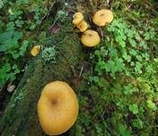 Goldgelber Holzritterling, Foto 42