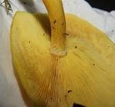 Goldgelber Holzritterling, Foto 43